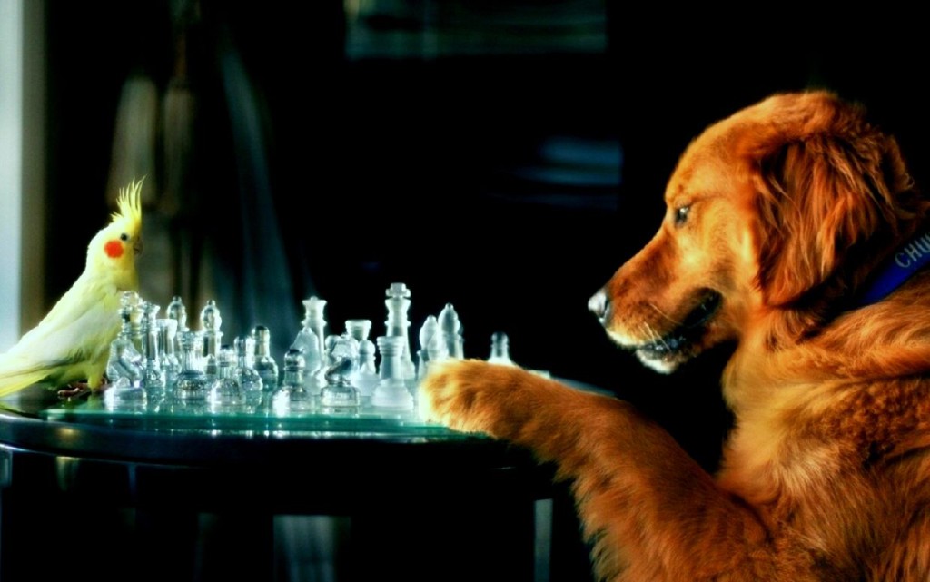 labrador z papugą nimfą gra w szachy